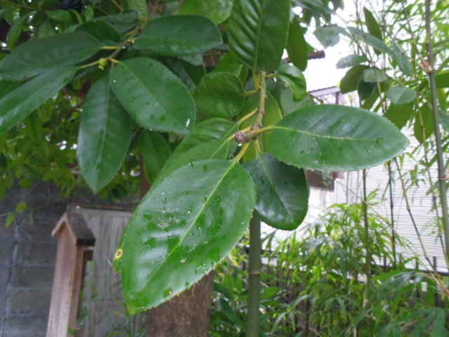 總神社　恋文の樹　タラの木の葉